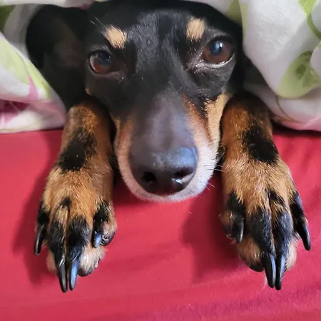 펜션 Alte Schule Haeuschen 상트비스