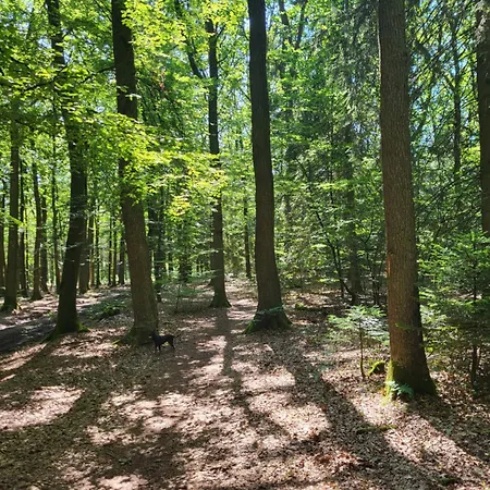 Alte Schule Haeuschen 상트비스