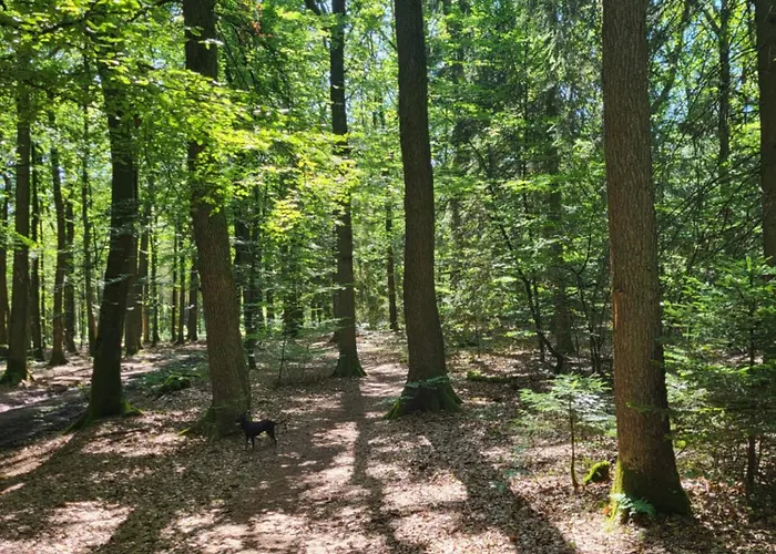 Alte Schule Haeuschen St. Vith